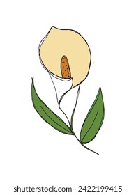 Outline illustration vector image of a calla flower.
Hand drawn artwork of a calla flowers.
Simple cute original logo.
Hand drawn vector illustration for posters.