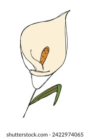 Outline illustration vector image of a calla flower.
Hand drawn artwork of a calla flowers.
Simple cute original logo.
Hand drawn vector illustration for posters.