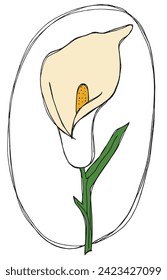 Outline illustration vector image of a calla flower.
Hand drawn artwork of a calla flowers.
Simple cute original logo.
Hand drawn vector illustration for posters.