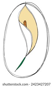 Outline illustration vector image of a calla flower.
Hand drawn artwork of a calla flowers.
Simple cute original logo.
Hand drawn vector illustration for posters.