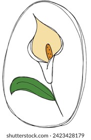Outline illustration vector image of a calla flower.
Hand drawn artwork of a calla flowers.
Simple cute original logo.
Hand drawn vector illustration for posters.