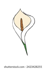 Outline illustration vector image of a calla flower.
Hand drawn artwork of a calla flowers.
Simple cute original logo.
Hand drawn vector illustration for posters.