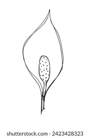 Ilustración de esquema de imagen vectorial de una flor de la calla.
Obra de arte a mano de una flor de la calla.
Simple y lindo logo original.
Ilustración vectorial dibujada a mano para afiches.
