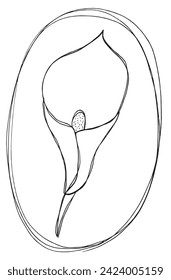 Ilustración de esquema de imagen vectorial de una flor de la calla.
Obra de arte a mano de una flor de la calla.
Simple y lindo logo original.
Ilustración vectorial dibujada a mano para afiches.