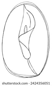 Outline illustration vector image of a calla flower.
Hand drawn artwork of a calla flowers.
Simple cute original logo.
Hand drawn vector illustration for posters.