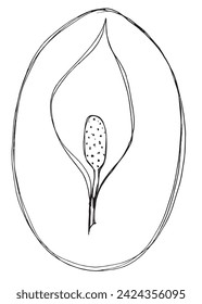 Umfassende Vektorgrafik einer Calla-Blume.
Handgezeichnete Kunstwerke einer Calla Blumen.
Einfaches, niedliches Originallogo.
Handgezeichnete Vektorgrafik für Poster.