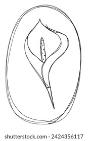 Outline illustration vector image of a calla flower.
Hand drawn artwork of a calla flowers.
Simple cute original logo.
Hand drawn vector illustration for posters.