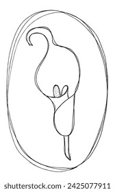 Outline illustration vector image of a calla flower.
Hand drawn artwork of a calla flowers.
Simple cute original logo.
Hand drawn vector illustration for posters.
