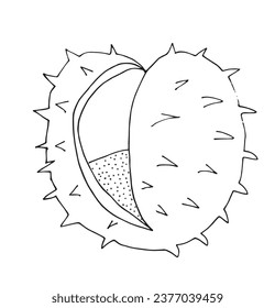 Outline illustration vector image of a chestnut.
Hand drawn artwork of a chestnut. 
Simple cute original logo.
Hand drawn vector illustration for posters, cards, t-shirts.