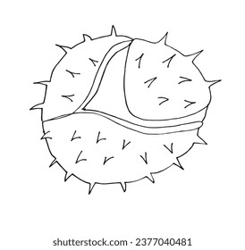 Outline illustration vector image of a chestnut.
Hand drawn artwork of a chestnut. 
Simple cute original logo.
Hand drawn vector illustration for posters, cards, t-shirts.