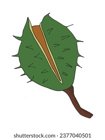 Outline illustration vector image of a chestnut.
Hand drawn artwork of a chestnut. 
Simple cute original logo.
Hand drawn vector illustration for posters, cards, t-shirts.