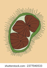 Outline illustration vector image of a chestnut.
Hand drawn artwork of a chestnut. 
Simple cute original logo.
Hand drawn vector illustration for posters, cards, t-shirts.