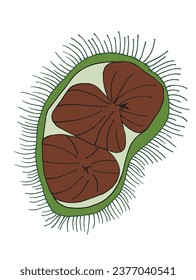 Outline illustration vector image of a chestnut.
Hand drawn artwork of a chestnut. 
Simple cute original logo.
Hand drawn vector illustration for posters, cards, t-shirts.