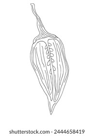 Outline illustration vector image of a chili pepper.
Hand drawn artwork of a hot pepper.
Simple cute original logo.
Hand drawn vector illustration for posters.