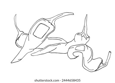 Outline illustration vector image of a chili pepper.
Hand drawn artwork of a hot pepper.
Simple cute original logo.
Hand drawn vector illustration for posters.