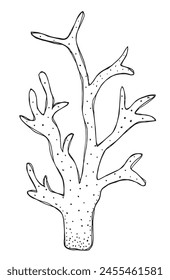 Outline illustration vector image of a coral.
Hand drawn artwork of a coral.
Simple cute original logo.
Hand drawn vector illustration for posters.