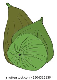 Outline illustration vector image of a fig.
Hand drawn artwork of a figs.
Simple cute original logo.
Hand drawn vector illustration for posters.