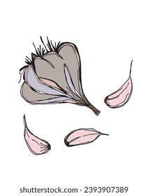 Outline illustration vector image of garlic.
Hand drawn artwork of a garlic.
Simple cute original logo.
Hand drawn vector illustration for posters, cards, t-shirts.