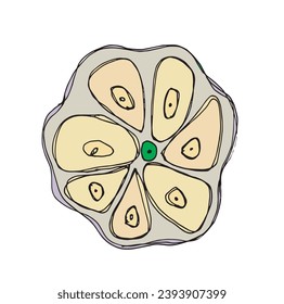 Umfassende Vektorgrafik von Knoblauch.
Handgezeichnete Kunstwerke eines Knoblauchs.
Einfaches, niedliches Originallogo.
Handgezeichnete Vektorgrafik für Poster, Karten, T-Shirts.
