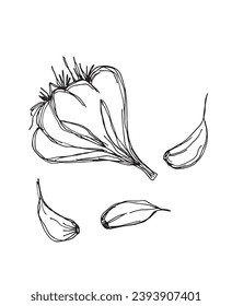 Outline illustration vector image of garlic.
Hand drawn artwork of a garlic.
Simple cute original logo.
Hand drawn vector illustration for posters, cards, t-shirts.