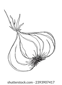 Outline illustration vector image of garlic.
Hand drawn artwork of a garlic.
Simple cute original logo.
Hand drawn vector illustration for posters, cards, t-shirts.