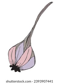 Outline illustration vector image of garlic.
Hand drawn artwork of a garlic.
Simple cute original logo.
Hand drawn vector illustration for posters, cards, t-shirts.