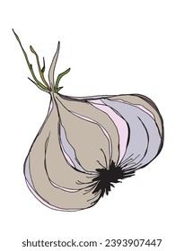 Outline illustration vector image of garlic.
Hand drawn artwork of a garlic.
Simple cute original logo.
Hand drawn vector illustration for posters, cards, t-shirts.