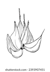 Outline illustration vector image of garlic.
Hand drawn artwork of a garlic.
Simple cute original logo.
Hand drawn vector illustration for posters, cards, t-shirts.