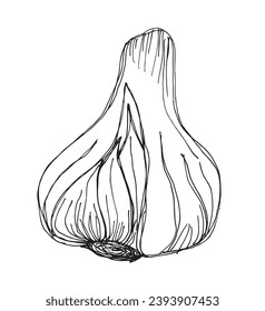 Outline illustration vector image of garlic.
Hand drawn artwork of a garlic.
Simple cute original logo.
Hand drawn vector illustration for posters, cards, t-shirts.