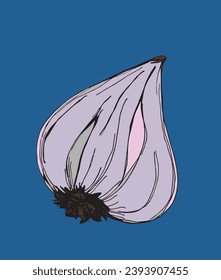 Outline illustration vector image of garlic.
Hand drawn artwork of a garlic.
Simple cute original logo.
Hand drawn vector illustration for posters, cards, t-shirts.