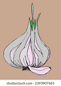 Outline illustration vector image of garlic.
Hand drawn artwork of a garlic.
Simple cute original logo.
Hand drawn vector illustration for posters, cards, t-shirts.