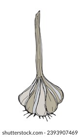 Ilustración de esquema de imagen vectorial del ajo.
Obra artística de mano de un ajo.
Simple y lindo logo original.
Ilustración vectorial dibujada a mano para afiches, tarjetas, camisetas.