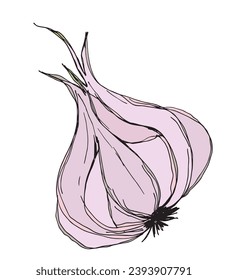 Umfassende Vektorgrafik von Knoblauch.
Handgezeichnete Kunstwerke eines Knoblauchs.
Einfaches, niedliches Originallogo.
Handgezeichnete Vektorgrafik für Poster, Karten, T-Shirts.
