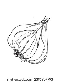 Outline illustration vector image of garlic.
Hand drawn artwork of a garlic.
Simple cute original logo.
Hand drawn vector illustration for posters, cards, t-shirts.