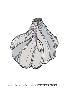 Outline illustration vector image of garlic.
Hand drawn artwork of a garlic.
Simple cute original logo.
Hand drawn vector illustration for posters, cards, t-shirts.