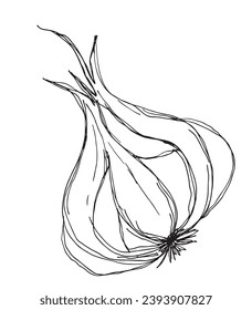 Outline illustration vector image of garlic.
Hand drawn artwork of a garlic.
Simple cute original logo.
Hand drawn vector illustration for posters, cards, t-shirts.