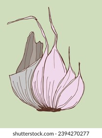 Outline illustration vector image of garlic.
Hand drawn artwork of a garlic.
Simple cute original logo.
Hand drawn vector illustration for posters, cards, t-shirts.