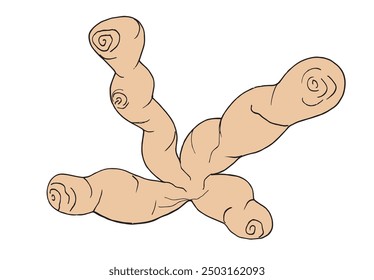 Outline illustration vector image of a ginger.
Hand drawn artwork of a ginger root.
Simple cute original logo.
Hand drawn vector illustration for posters.