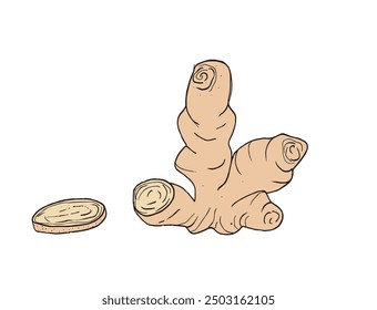 Outline illustration vector image of a ginger.
Hand drawn artwork of a ginger root.
Simple cute original logo.
Hand drawn vector illustration for posters.