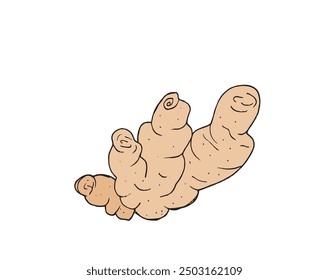 Outline illustration vector image of a ginger.
Hand drawn artwork of a ginger root.
Simple cute original logo.
Hand drawn vector illustration for posters.