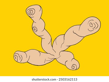 Outline illustration vector image of a ginger.
Hand drawn artwork of a ginger root.
Simple cute original logo.
Hand drawn vector illustration for posters.