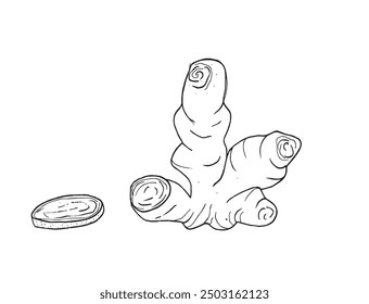 Outline illustration vector image of a ginger.
Hand drawn artwork of a ginger root.
Simple cute original logo.
Hand drawn vector illustration for posters.