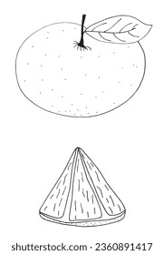 Outline illustration vector image of a grapefruit.
Hand drawn artwork of a grapefruit. 
Simple cute original logo.
Hand drawn vector illustration for posters, cards, t-shirts.