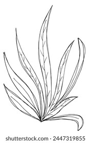 Outline illustration vector image of a grass.
Hand drawn artwork of a grass.
Simple cute original logo.
Hand drawn vector illustration for posters.