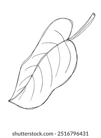 Outline illustration vector image of a leaf.
Hand drawn artwork of a leaf.
Simple cute original logo.
Hand drawn vector illustration for posters.