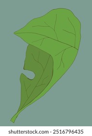 Outline illustration vector image of a leaf.
Hand drawn artwork of a leaf.
Simple cute original logo.
Hand drawn vector illustration for posters.