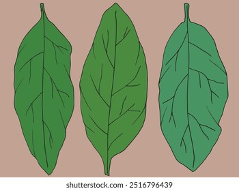 Imagem vetorial da ilustração do contorno de uma folha.
Arte desenhada à mão de uma folha.
Simples bonito logotipo original.
Ilustração vetorial desenhada à mão para cartazes.