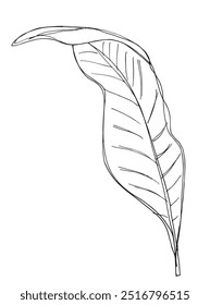 Esquema ilustración Vector Imagen de una hoja.
Dibujado a mano obra de arte de una hoja.
Logo original lindo simple.
Ilustración vectorial dibujada a mano para carteles.