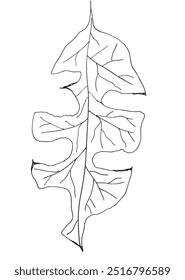 Outline illustration vector image of a leaf.
Hand drawn artwork of a leaf.
Simple cute original logo.
Hand drawn vector illustration for posters.