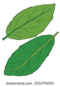 Outline illustration vector image of a leaf.
Hand drawn artwork of a leaf.
Simple cute original logo.
Hand drawn vector illustration for posters.